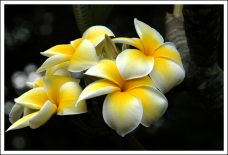 hawaiian-flowers.png