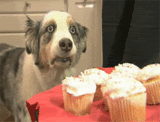 http://i605.photobucket.com/albums/tt133/harch33/hypnotized-dog-cupcakes.gif