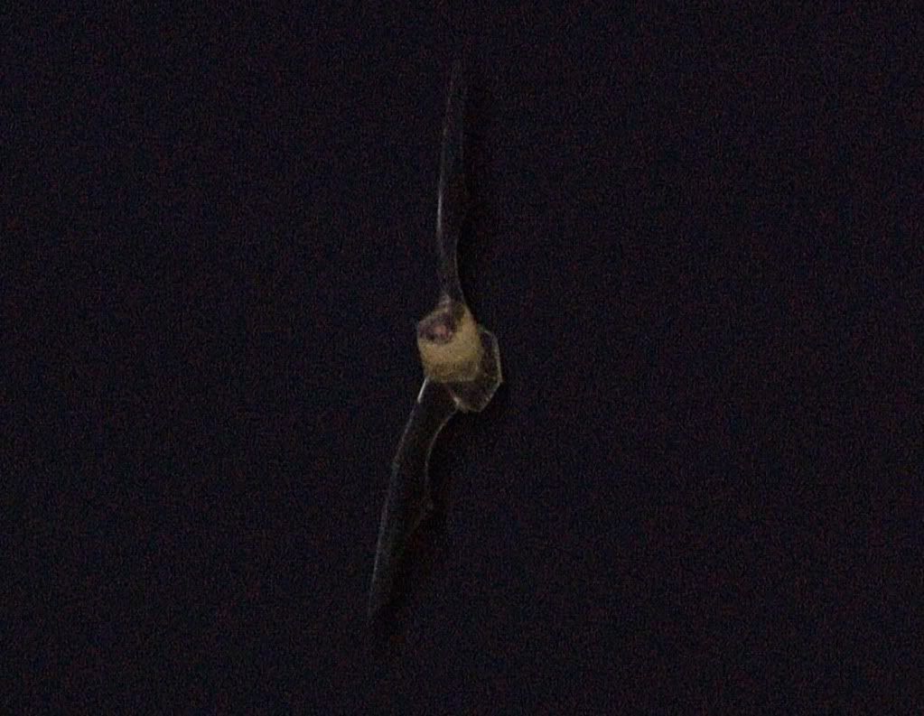 LizBat