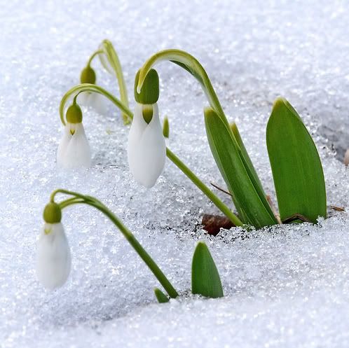SnowDrops in the snow Pictures, Images and Photos