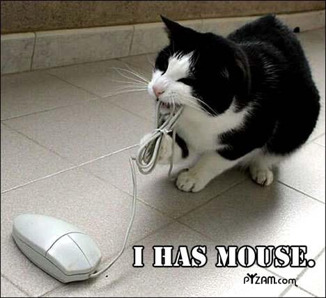 Cat and Mouse Pictures, Images and Photos