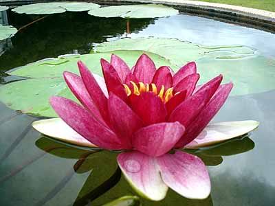 lotus flower photo: LOTUS FLOWER lotus.jpg