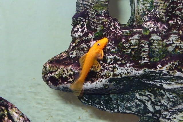 Yellow Pleco