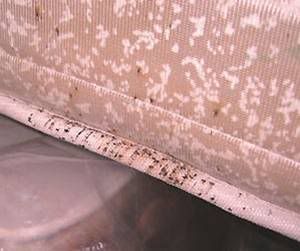 Rust colored spots on your mattress are a sure sign of Bed Bugs