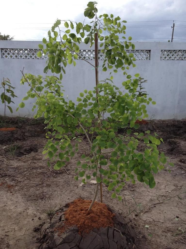 Cây gỗ Hồng sắc Ấn Độ