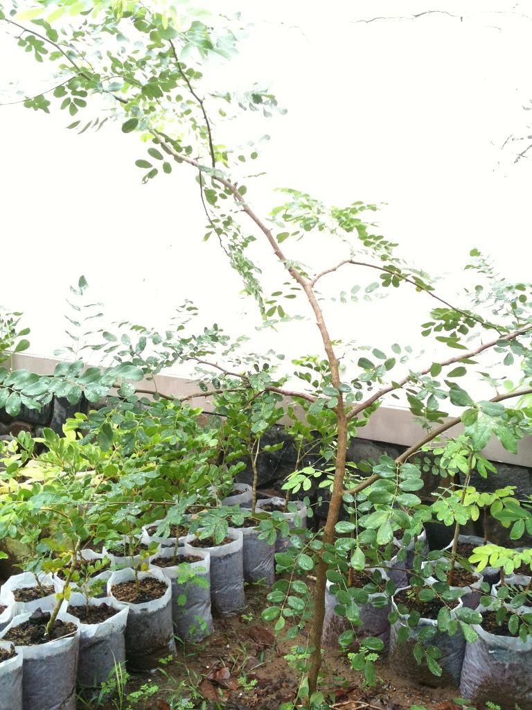 Trắc đen Châu phi