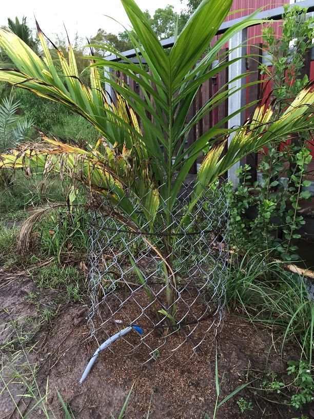 peach-palm.jpg peach-palm.jpg