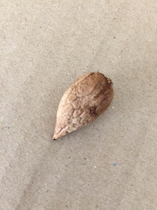 ziricote-seed.jpg ziricote-seed.jpg