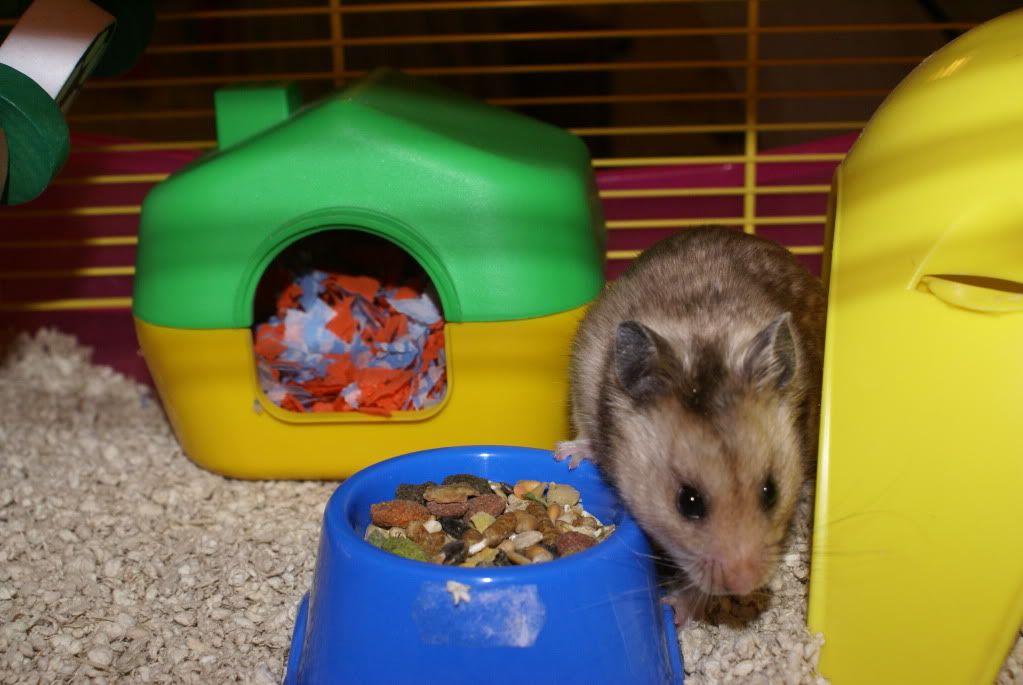 hamsters015.jpg