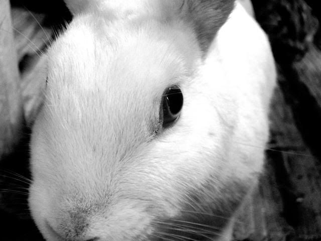 rabbits012.jpg