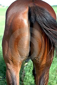 horses ass photo: horse ass horses-ass-thumb2483689.jpg