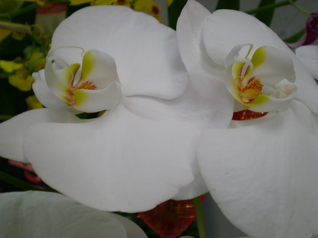 Orchid 1