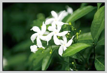 jasmine flower photo: flower 4u sampaguita.jpg