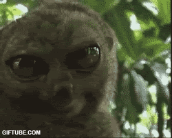DramaticLemur.gif