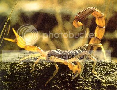 escorpion-1.jpg